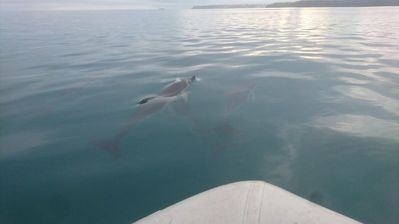 We had some visitors to the bay, Dolphins!